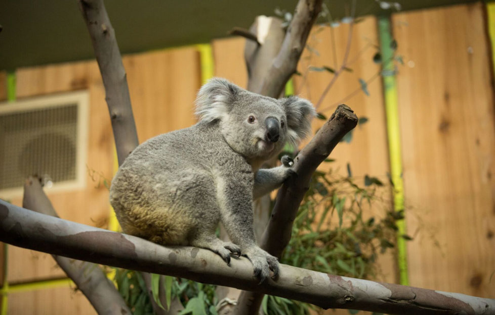 Tanami the Koala