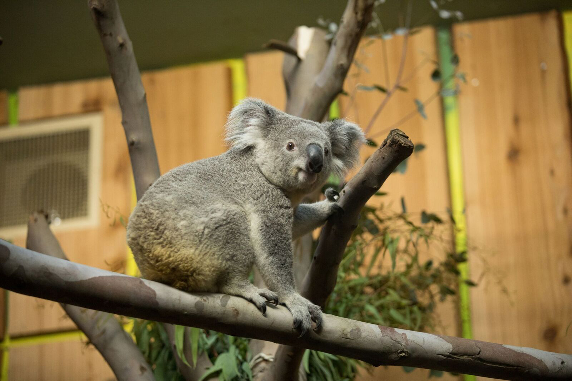 Tonami The Koala Flies In To Edinburgh Zoo - My Weekly