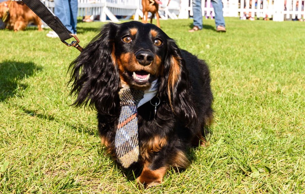 A happy dog wearing a tie Pic: Julia Claxton