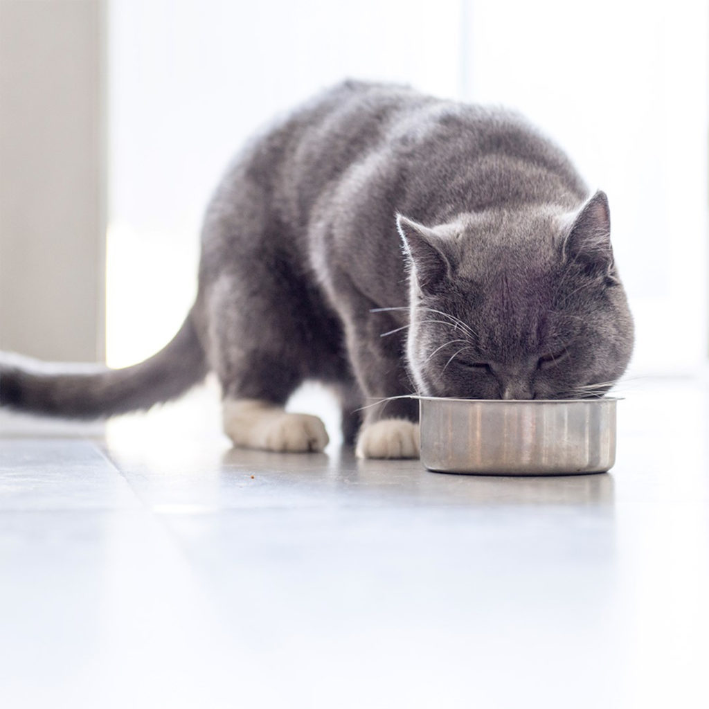 short haired grey cat eating from a bowl