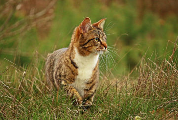 Tabby and white cat looking alert in area of long grass