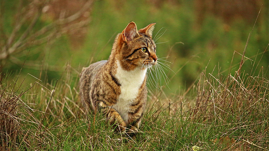 Tabby and white cat looking alert in area of long grass