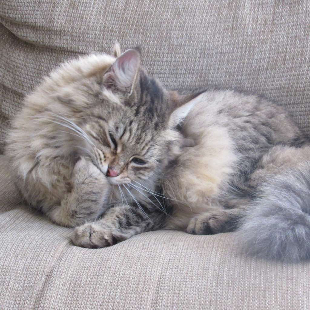 Long haired grey cat lying on sofa licking paws