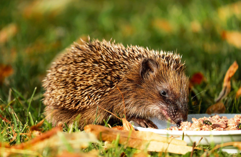 Hedgehog eating plate of food