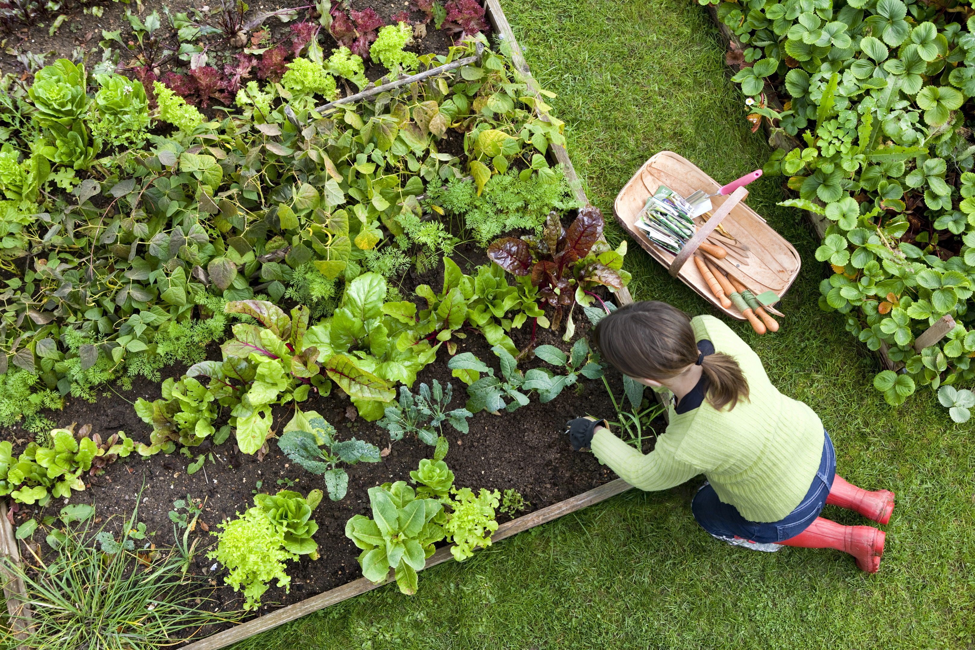 Birds eye view of a woman gardener weeding an organic vegetable garden with a hand fork, while kneeling on green grass and wearing red wellington boots.