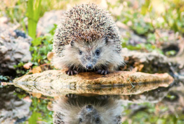 The European hedgehog (Erinaceus europaeus: Linnaeus, 1758), also known as the West European hedgehog or common hedgehog,