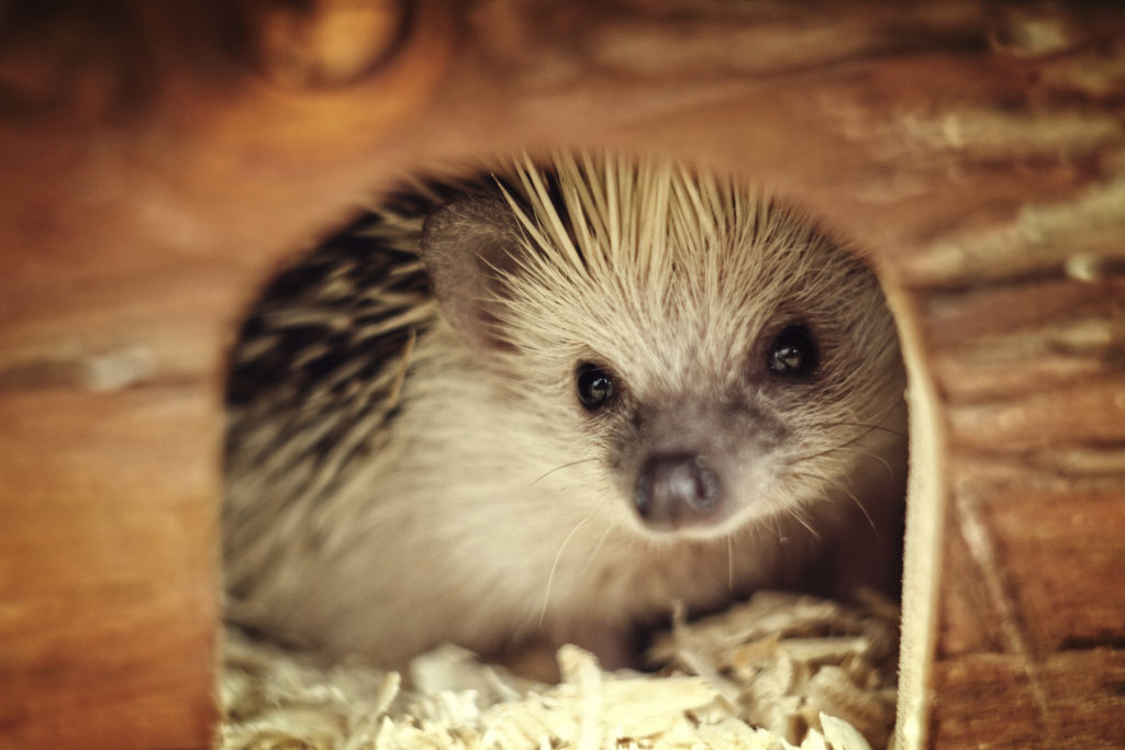 Cute hedgehog baby in wooden box 