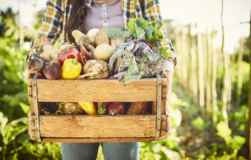 Female carrying freshly harvested vegetables in crate. Close-up of various organic food in box. Woman is standing at organic farm.