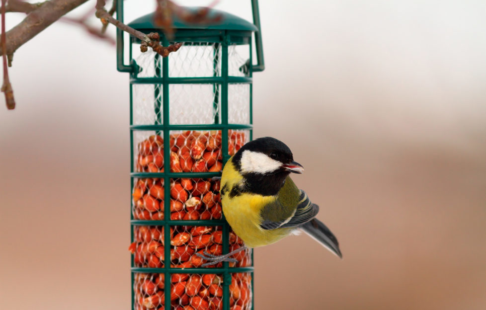 great tit hanging on peanut bird feeder on a winter day ( Parus major )