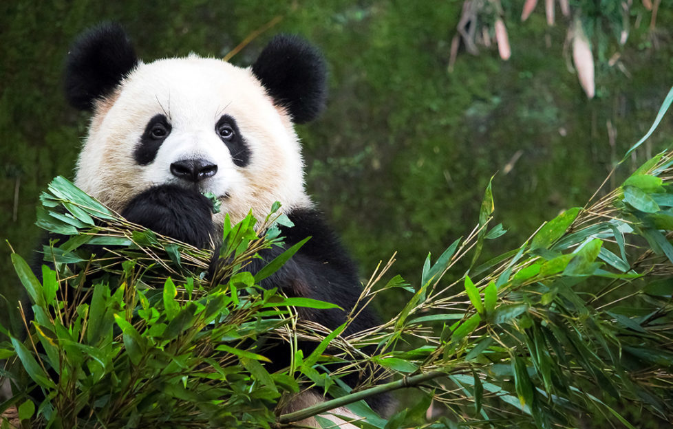 panda and bamboo