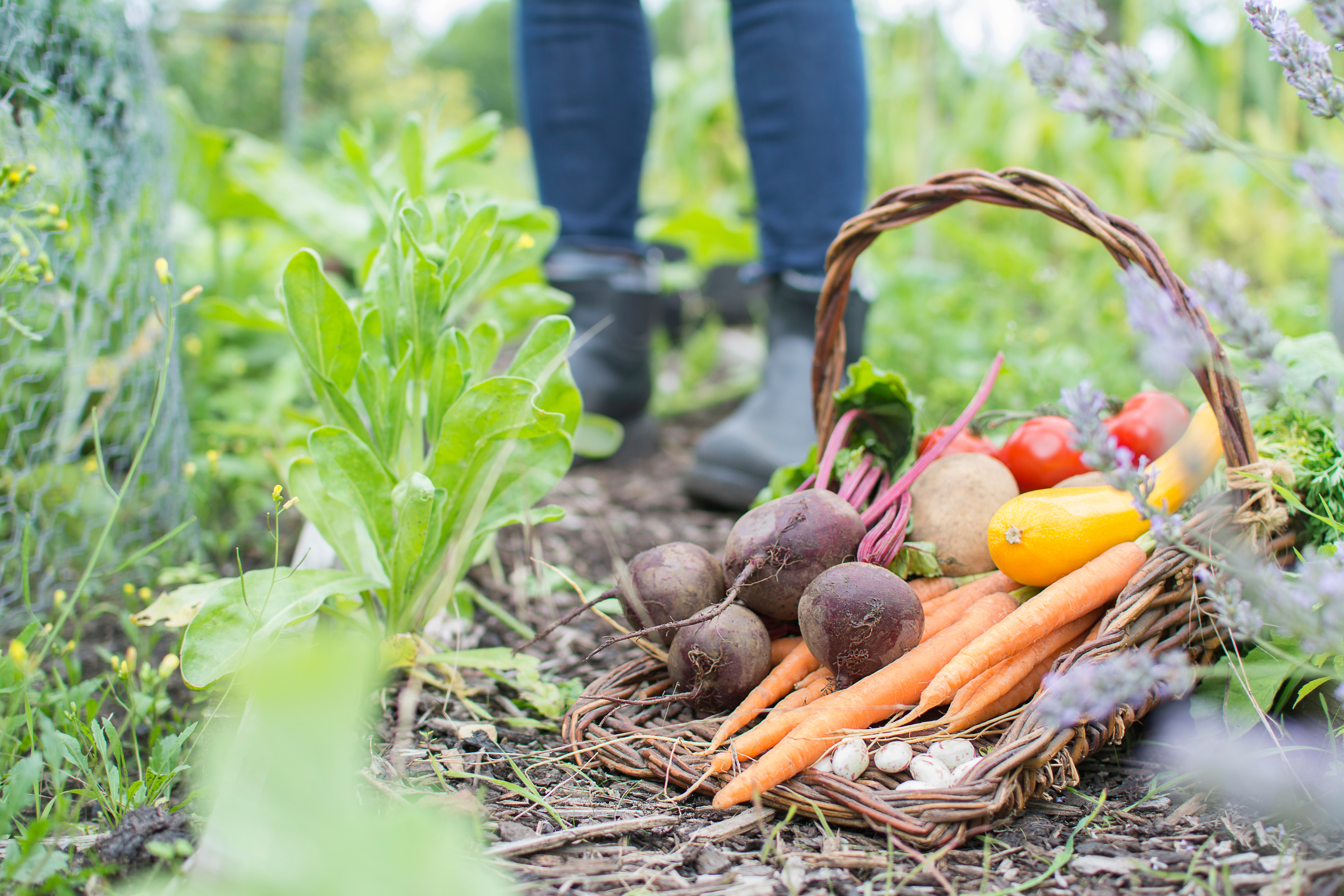 An assortment of freshly picked organic vegetables in a trug basket on an idyllic English allotment with person wearing boots in background.
