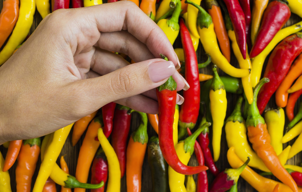 Woman's hand with red chili pepper.