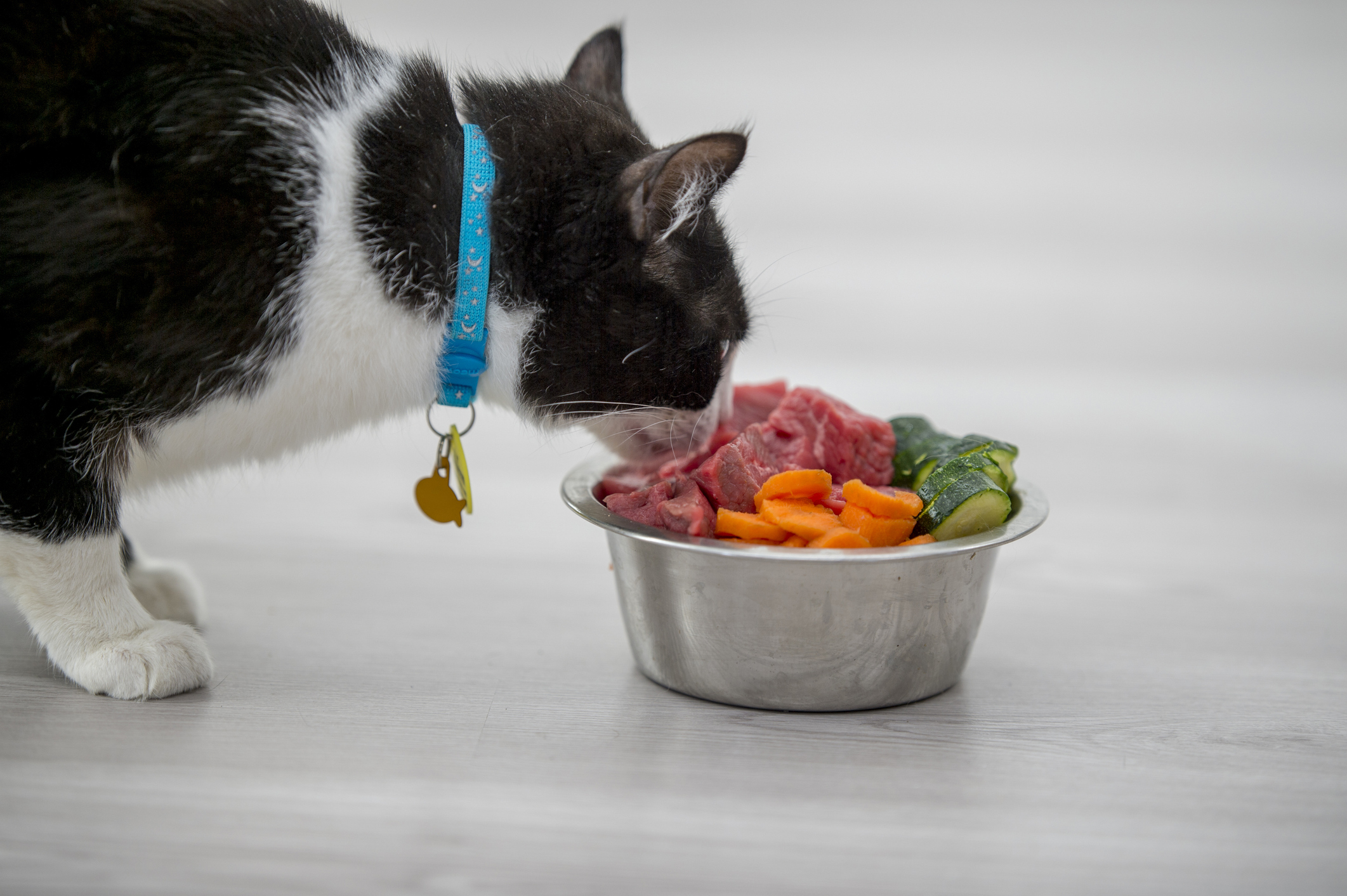 A cute cat is sniffing a bowl of food in the kitchen. The food includes meat, carrots and cucumbers.