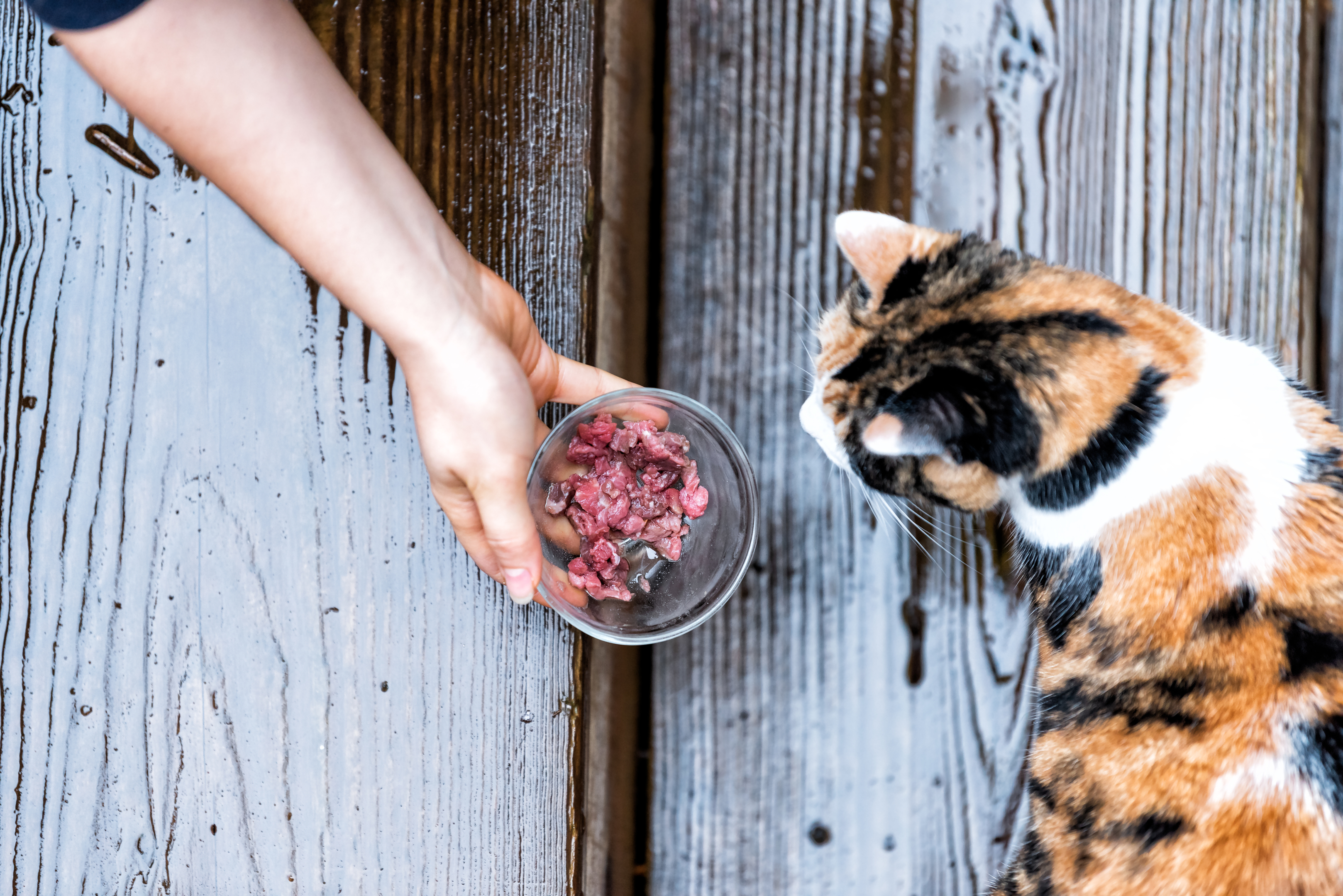 Calico homeless stray cat curious exploring house backyard by wooden deck, garden, wet wood territory, smelling scent sniffing woman hand girl feeding bowl of meat food