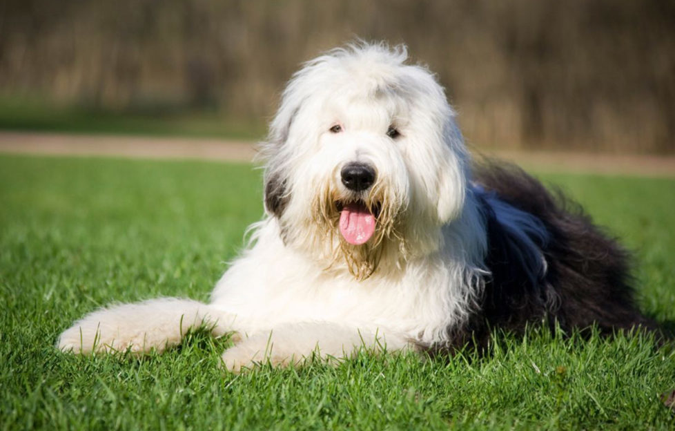 Old English Sheepdog