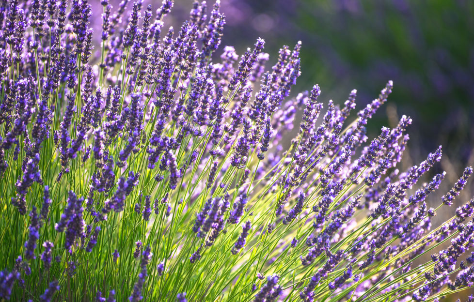 Lavender