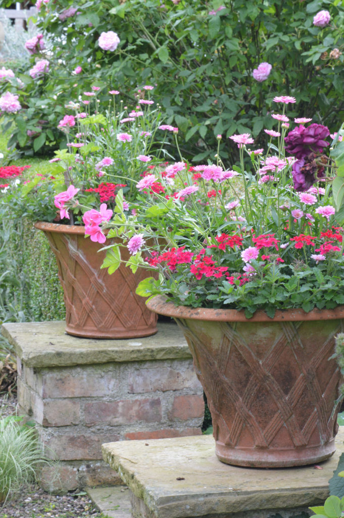 Flowers in plant pots