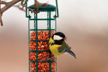 great tit hanging on peanut bird feeder