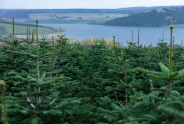 Scenic view of Christmas trees and loch
