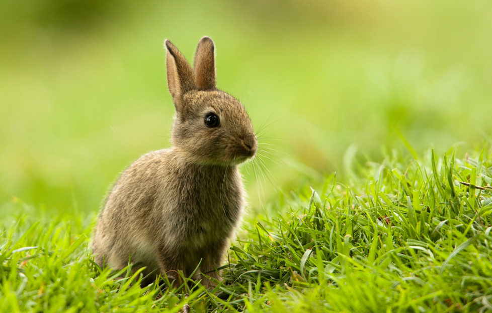 Baby Rabbit