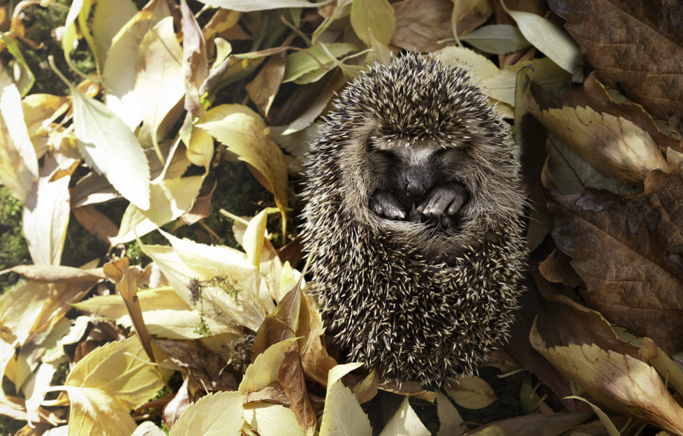 Baby Hedgehog Surrounded by Autumn Leaves