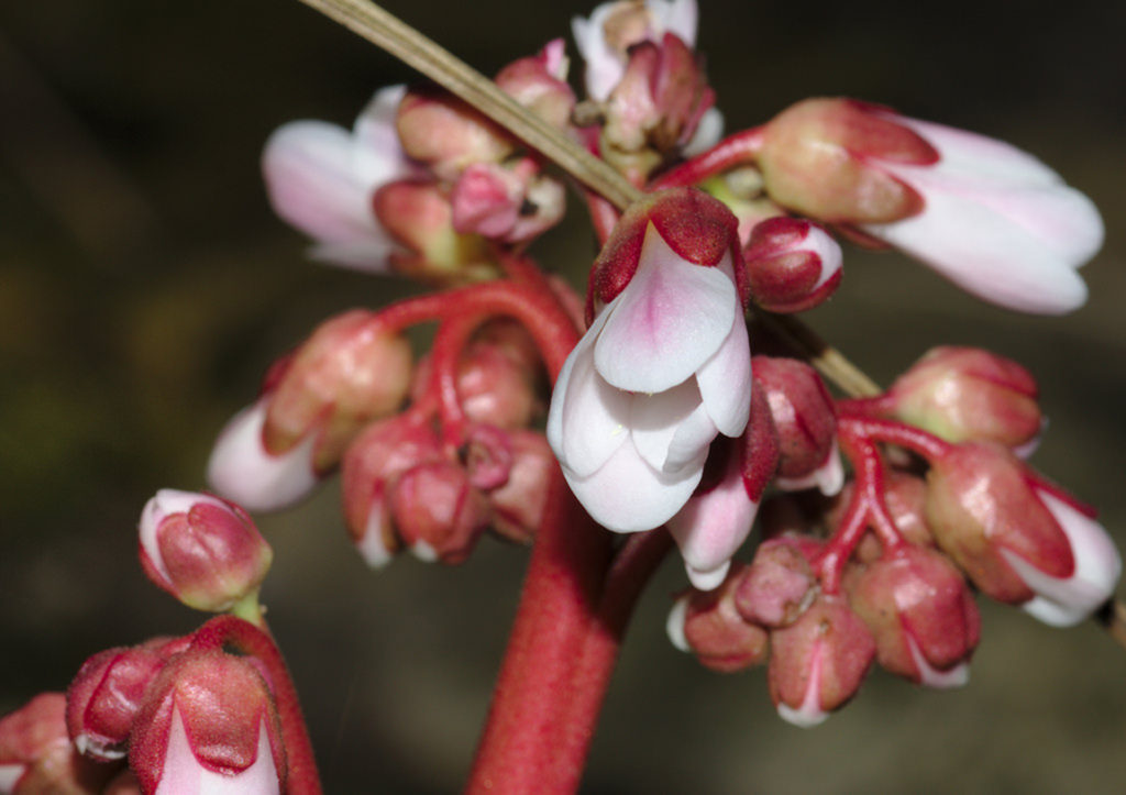 Bergenia 