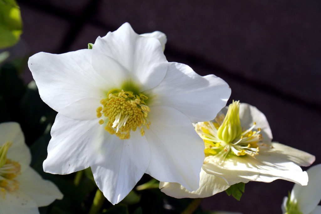 Christmas Rose 