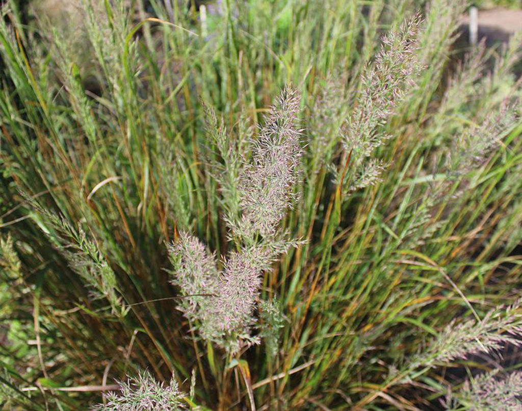 Korean Grass 