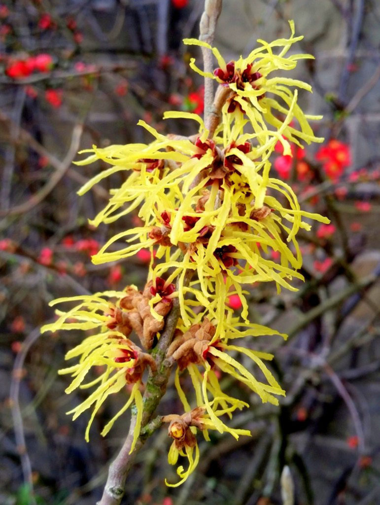 Witch Hazel 