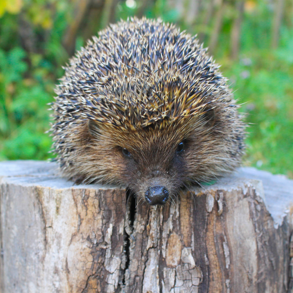Front view of a hedgehog on a tree stump