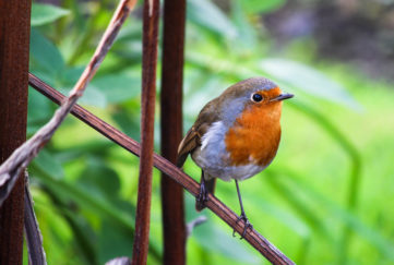 A robin in a winter garden Pic: Istockphoto