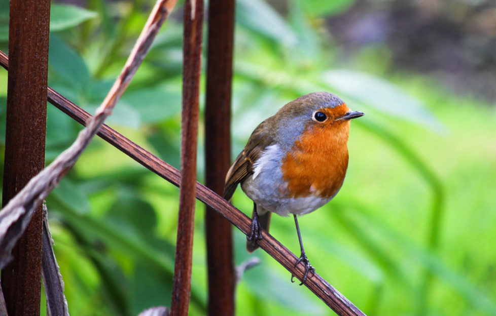 A robin in a winter garden Pic: Istockphoto