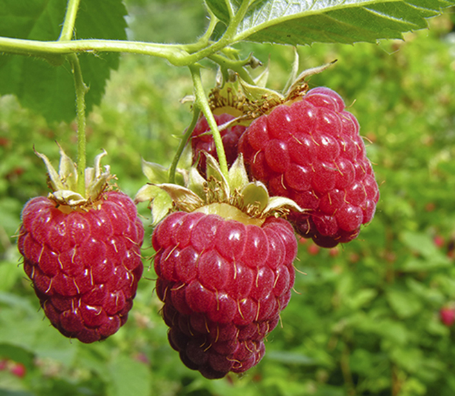 close-up of the ripe raspberry in the fruit garden 