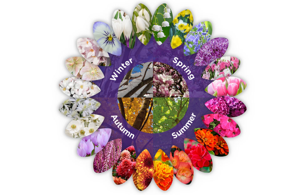 Colour wheel of plants