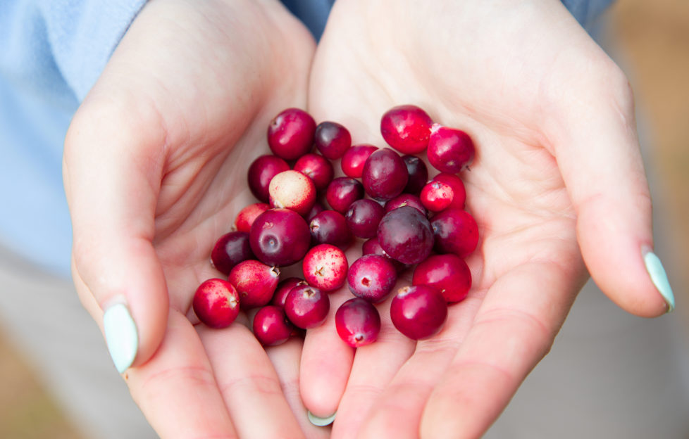 Woman hands holding ripe red cranberries