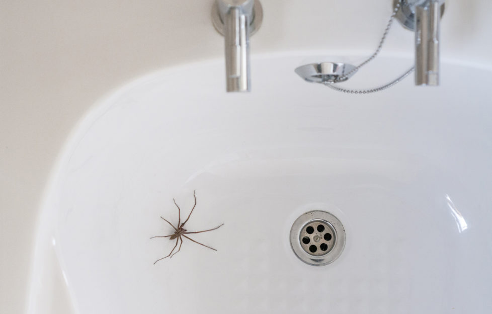 Giant House Spider In A Bathroom