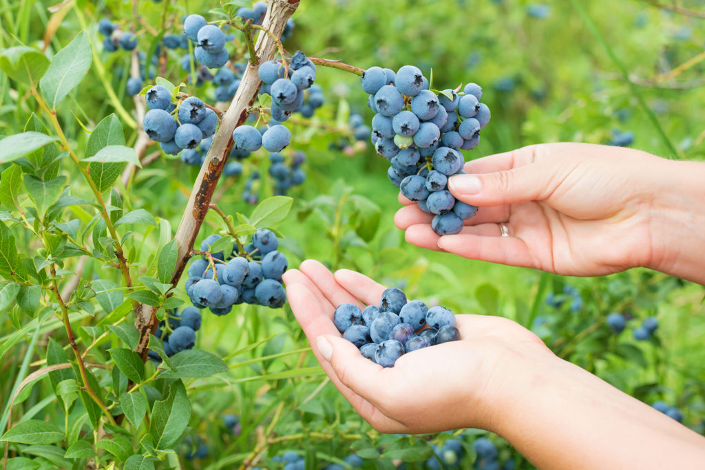 close-up photo of woman's hands collecting blueberries
