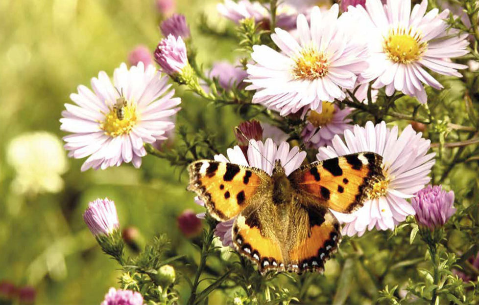 Small Tortoiseshell butterfly on pale purple Michaelmas daisies