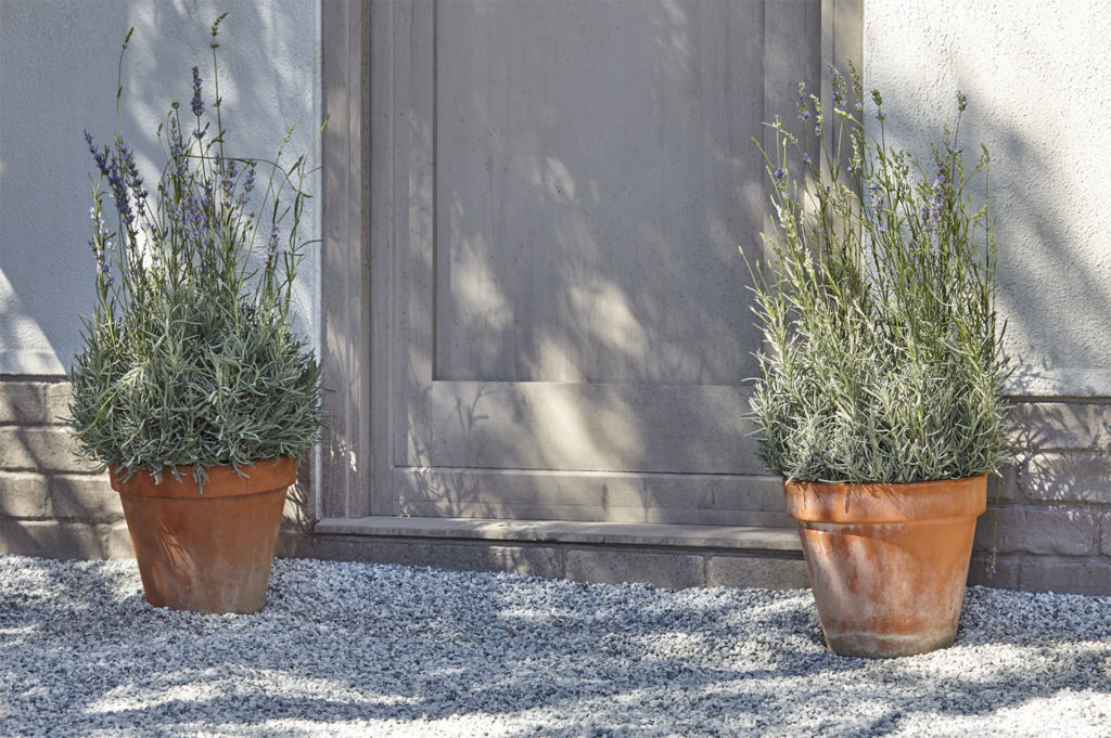 Lavender plants in pots, on gravel, either side of a grey painted door