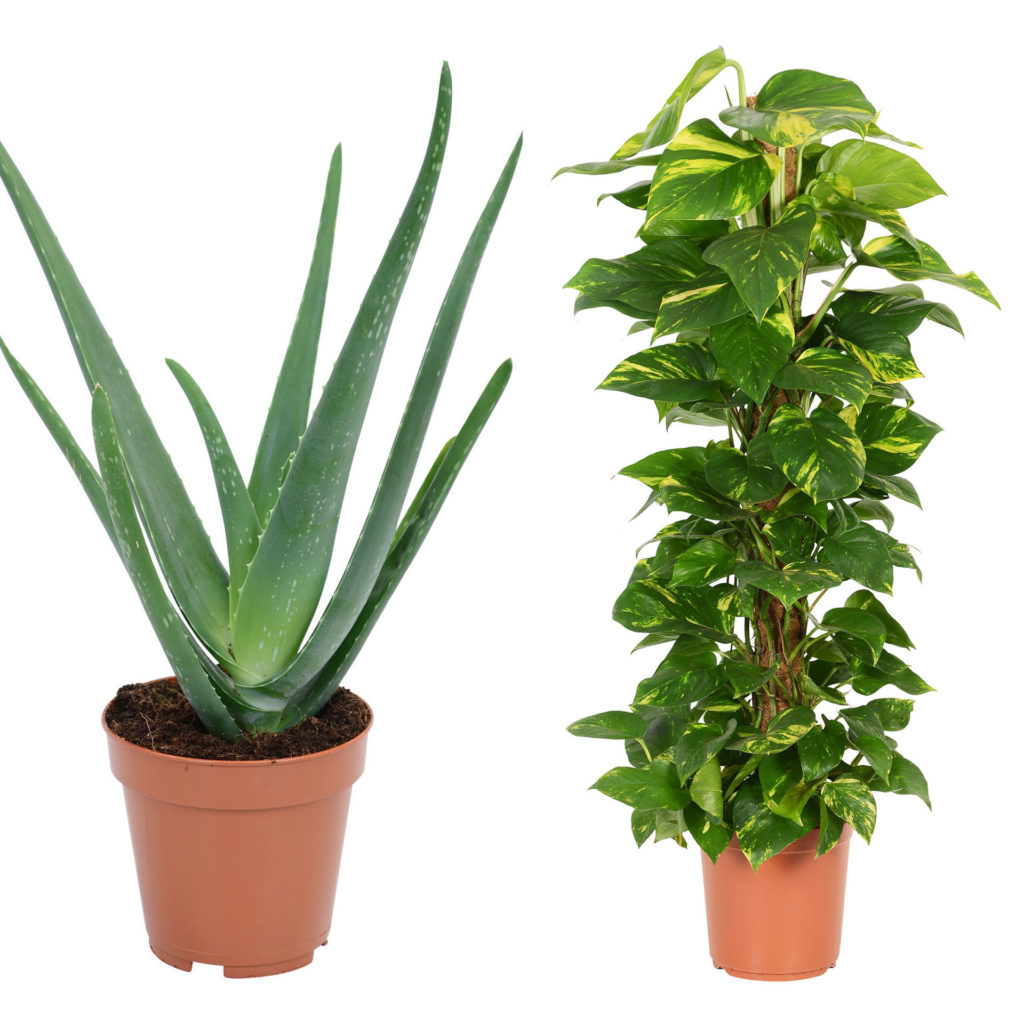 House plants in pots, aloe vera (long spiky leaves) and Devil's Ivy, large green leaves with touches of yellow, trained around a tall post