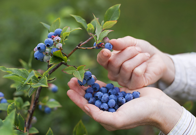 Woman picking ripe blueberries Pic: Istockphoto