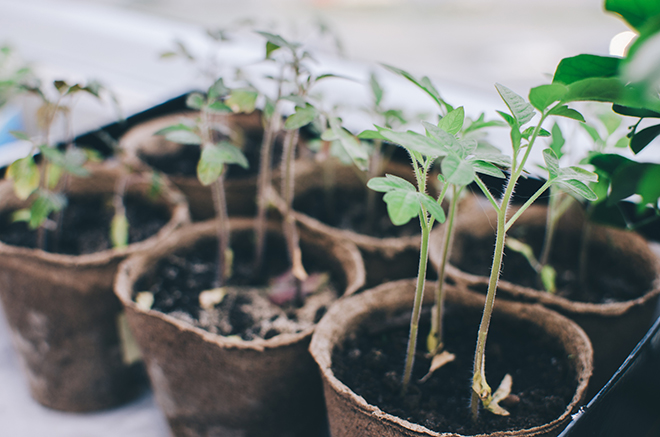 Tomato seedlings Pic: Istockphoto