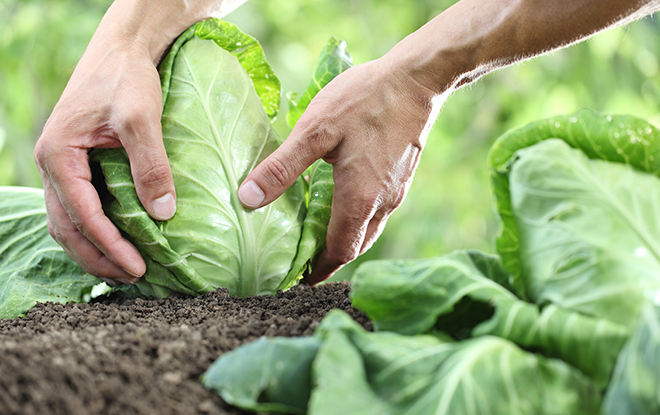 Hands picking a cabbage in vegetable garden Pic: Istockphoto
