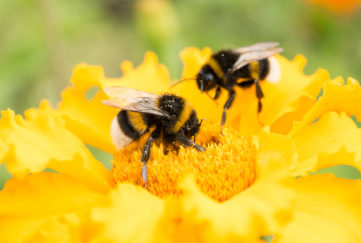 two bumblebees on a yellow flower collects pollen, selective focus, nature background for our how to protect bees feature