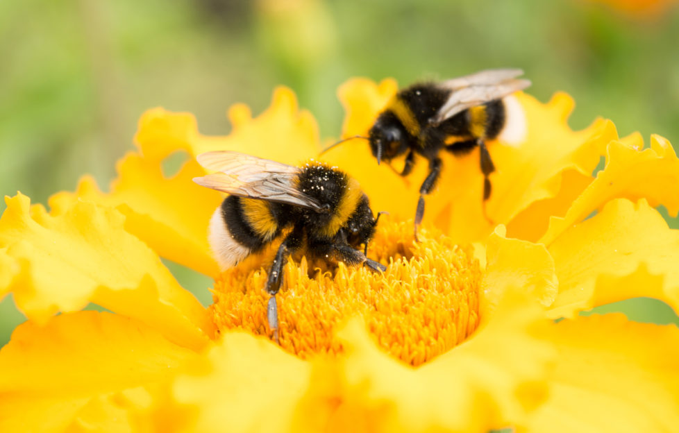 two bumblebees on a yellow flower collects pollen, selective focus, nature background for our how to protect bees feature