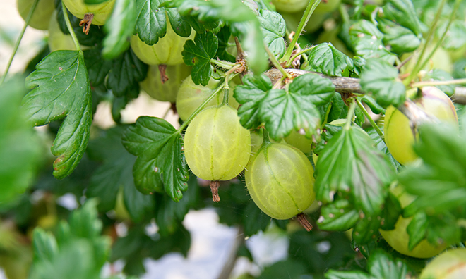 Gooseberries on the vine Pic: Istockphoto