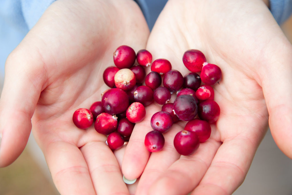 Woman's hands holding ripe red cranberries