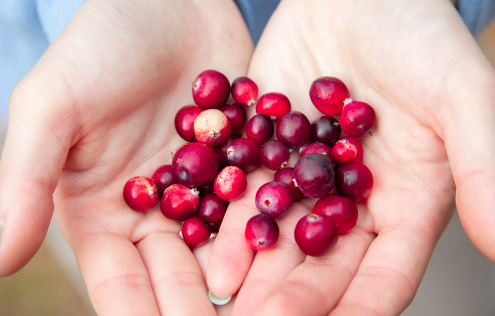 Woman hands holding ripe red cranberries
