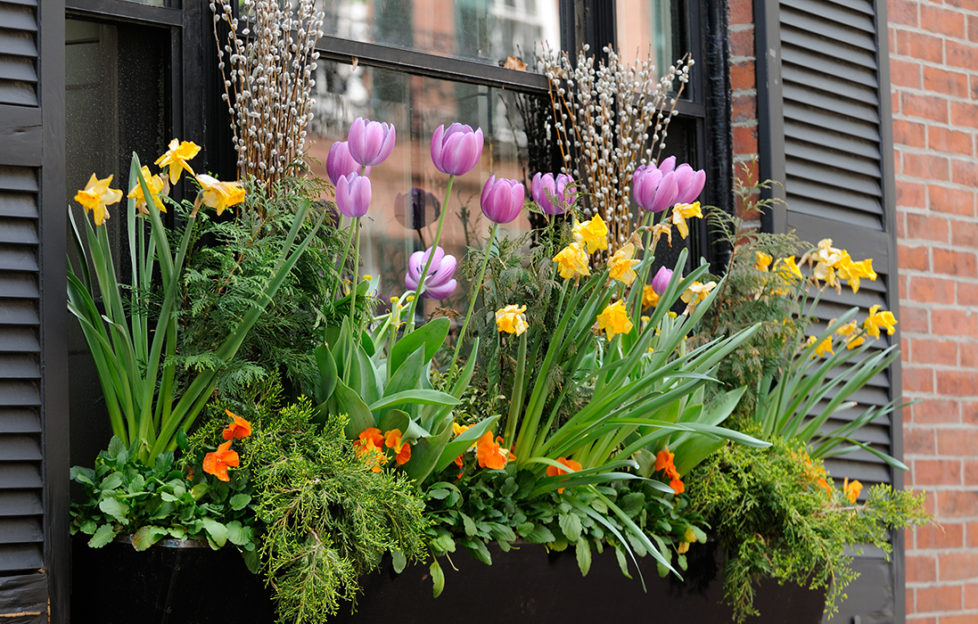 Window Box Flower Arrangement Pic: Istockphoto