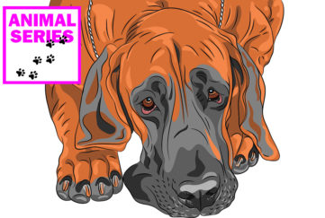 Old dog looking sad Illustration: Rex/Shutterstock